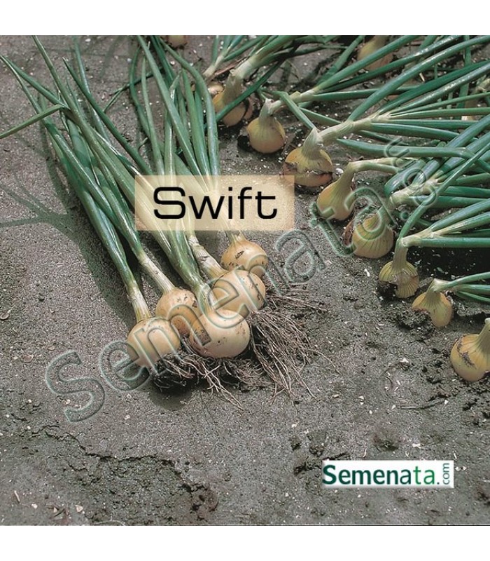 Семена за презимуващ лук Суифт ( Swift ) супер цена